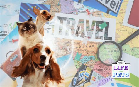 Exploring the Booming Pet-Friendly Travel Industry