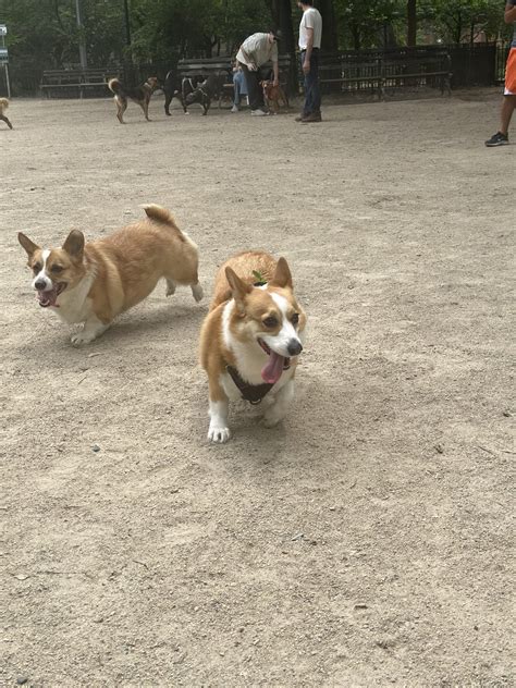 Exploring the Canine World's Twinsies