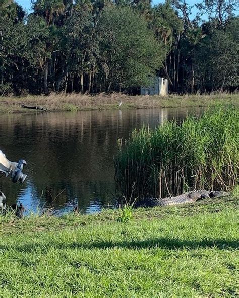 Exploring the Enchanting Ecosystem of Escort Alligators in Sarasota