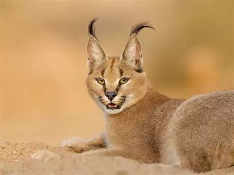 Exploring the Enigmatic Caracal: A Wildlife Gem with Feline Charm