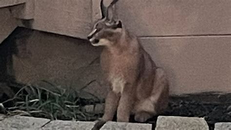 Exploring the Enigmatic Realm of Caracal Cats in the Heart of Chicago