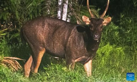 Exploring the Enigmatic Sambar Deer of Singapore: A Comprehensive Guide