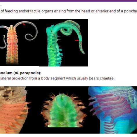 Exploring the Enigmatic World of Spio: A Comprehensive Guide to This Fascinating Polychaete