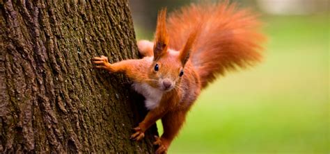 Exploring the Extraordinary Abilities of Young Squirrels