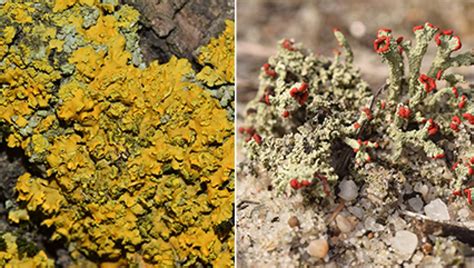 Exploring the Fascinating World of Lichens in New York City