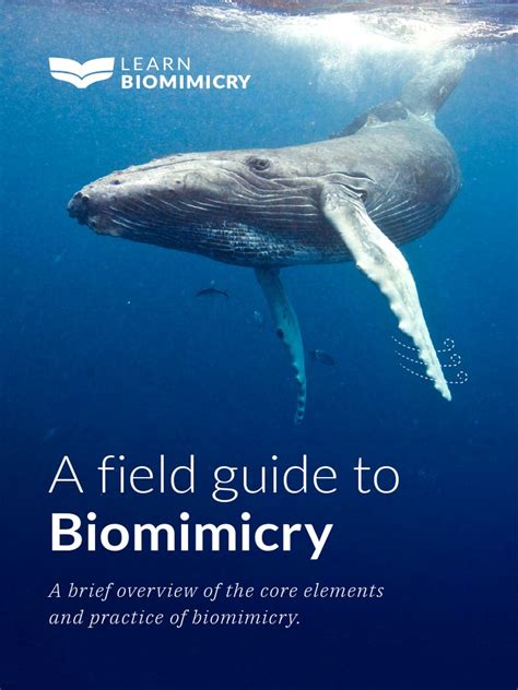 Exploring the Field of 'Biomimicry':