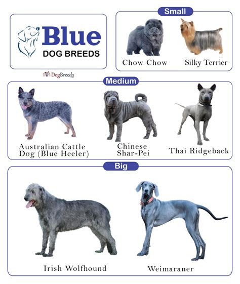 Exploring the Genetics of Blue Dogs