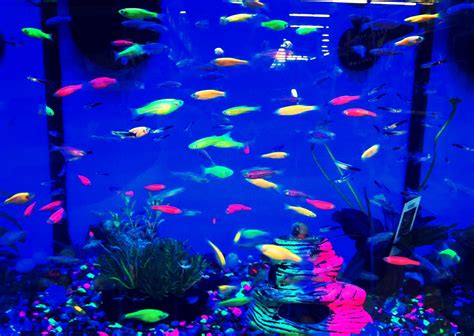 Exploring the Glowing Realm: A Comprehensive Guide to Black Light Fish Tanks