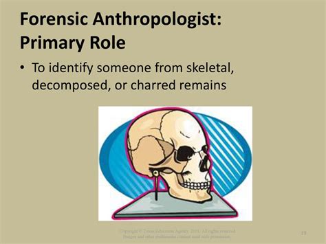 Exploring the Layers of a Forensic Anthropologist's Role