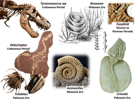 Exploring the Origin of Fossils