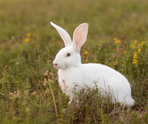 Exploring the Significance of the White Rabbit