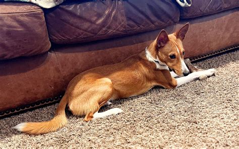 Exploring the Unique Charms: A Comprehensive Guide to Basenji Mixes