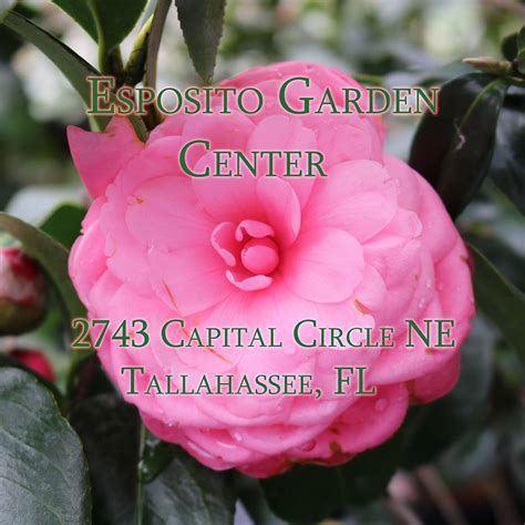 Exploring the Verdant Oasis at Esposito Garden Center Tallahassee