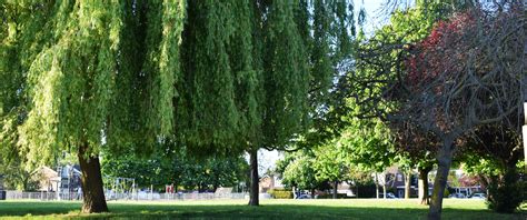 Exploring the Vibrant Greens of Oakley Habitats: A Comprehensive Guide