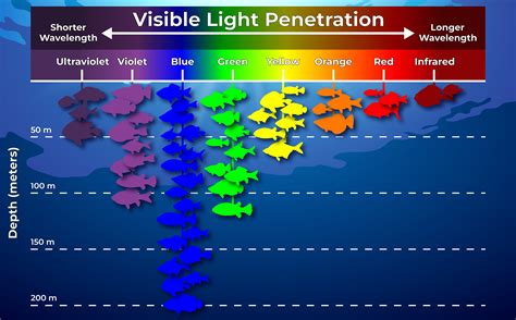 Exploring the Visual Spectrum of Aquatic Life