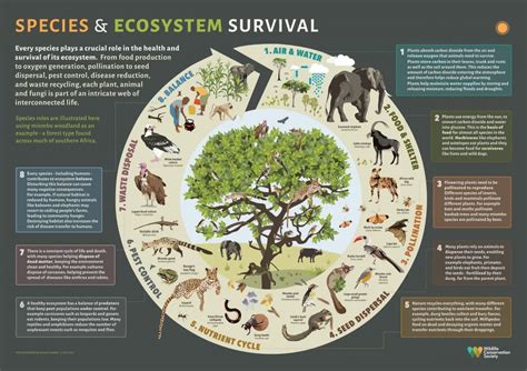 Exploring the Vital Ecosystem Roles of Black Buffalos