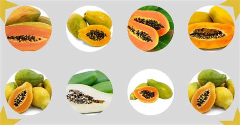 Exploring the Wide Array of Papaya Species