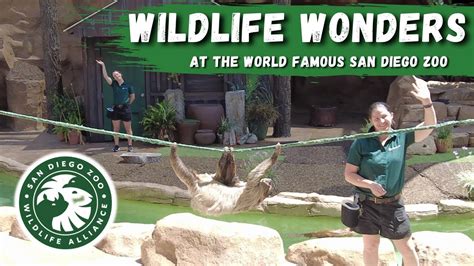 Exploring the Wonders of San Diego Zoo: A Comprehensive Guide