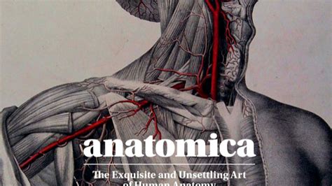 Exquisite Anatomy: