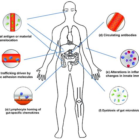 External Manifestations of Systemic Infections Doc