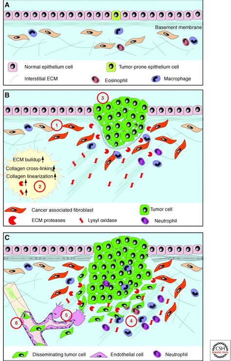 Extracellular Matrix Degradation Reader