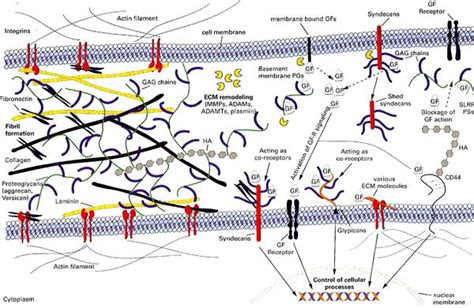 Extracellular Matrix Pathobiology &a Kindle Editon