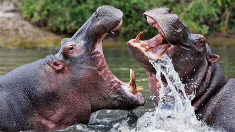 Extreme Animals Reader