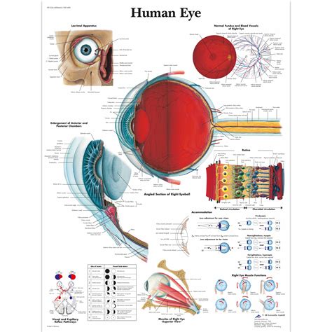 Eye Anatomy Chart