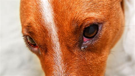 Eye Discharge in Dogs: A Comprehensive Guide to Causes, Treatment, and Prevention