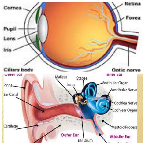 Eye and Ear Kindle Editon