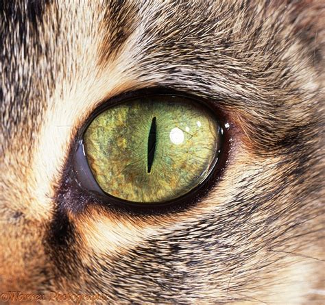 Eye of Cat Epub