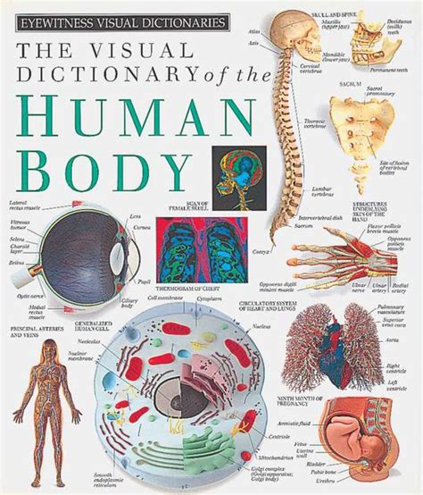 Eyewitness Visual Dictionaries The Visual Dictionary of the Human Body DK Visual Dictionaries Kindle Editon