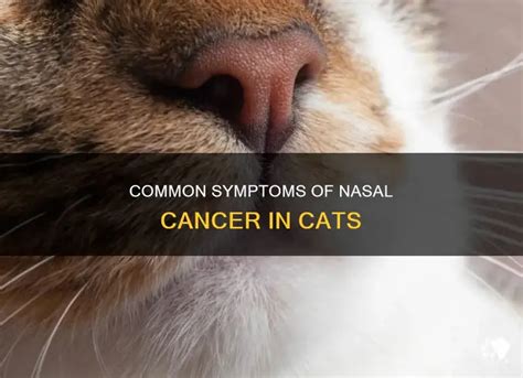 FAQs About Nasal Cancer in Cats