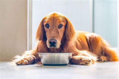 FDA Dog Food Recalls: A Comprehensive Guide to Protect Your Furry Friends