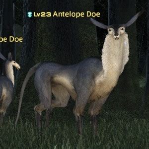 FFXIV Antelope Doe: A Comprehensive Guide