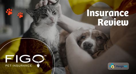 FIGO Pet Insurance: Frequently Asked Questions