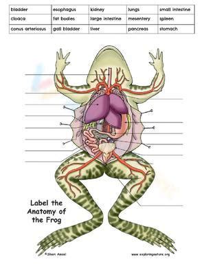 FROG DISSECTION LAB WORKSHEET Ebook Doc