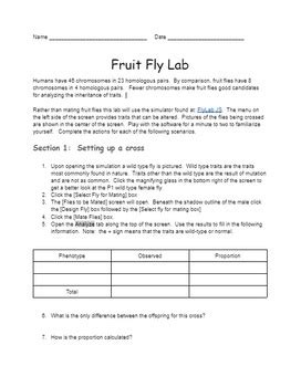 FRUIT FLY GENETICS VIRTUAL LAB ANSWERS Ebook Doc