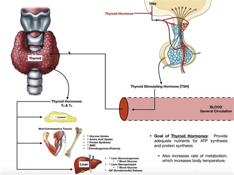 FT3 to L: Unlocking the Power of Thyroid Function for Maximum Health