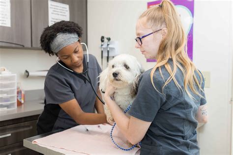 Face Animal Clinic Indianapolis: Your Trusted Veterinary Care Provider