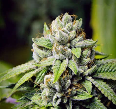 Face on Fire Strain 101: The Ultimate Guide to Cultivation and Consumption of the Legendary Plant