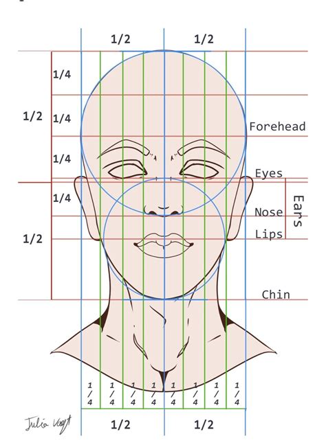 Face proportions: