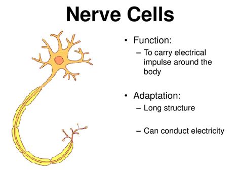 Facilitates Nerve Function: