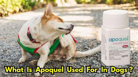 Factors Influencing Apoquel for Dogs Cost