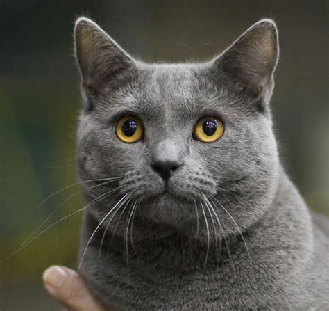 Factors Influencing Chartreux Price