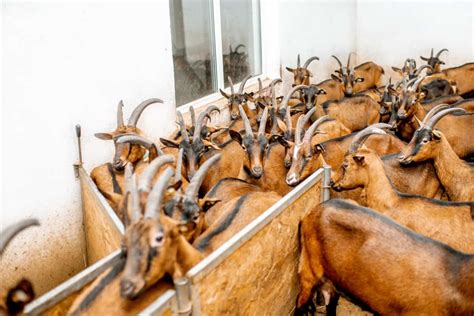 Factors Influencing Goat Prices