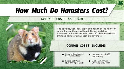 Factors Influencing Hamster Prices