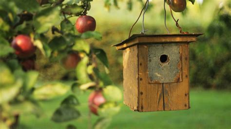 Factors to Consider When Choosing a Birdhouse