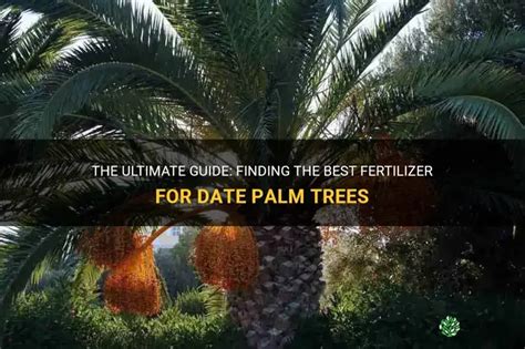 Factors to Consider When Choosing a Fertilizer for Palm Trees