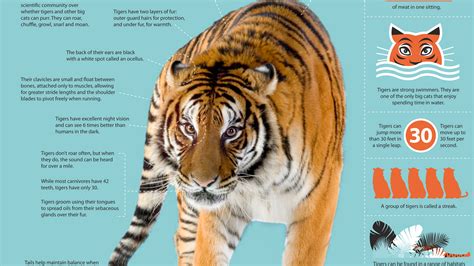 Facts About Tigers For Kids